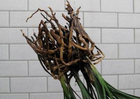 兰花怎么翻盆3