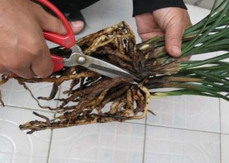 兰花怎么翻盆4