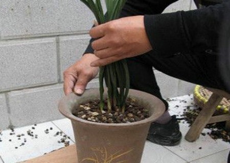 兰花怎么翻盆13