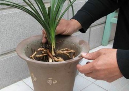 兰花怎么翻盆11