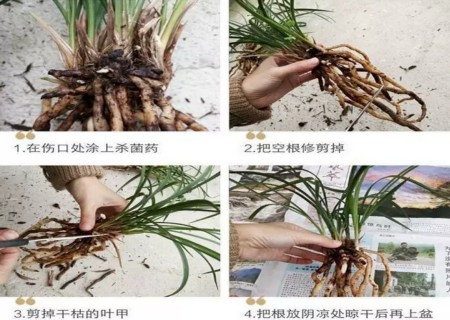 兰花苗分盆操作步骤3
