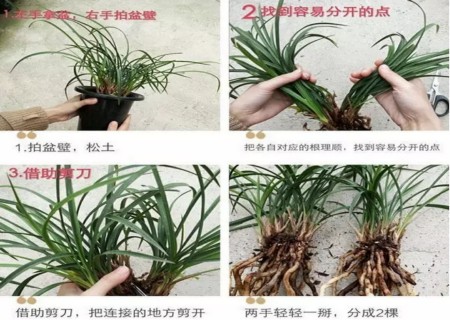 兰花苗分盆操作步骤2