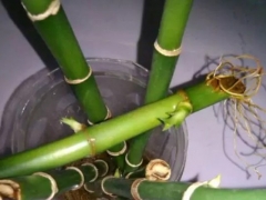 富贵竹切口怎么处理
