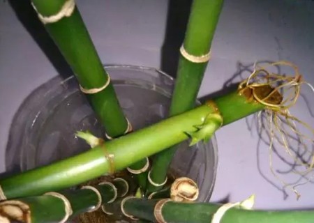 富贵竹切口怎么处理