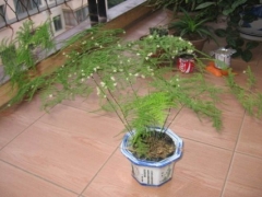 怎样让文竹开花