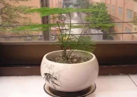 文竹烂根怎么办