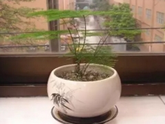 文竹烂根怎么办-文竹修剪促进根部发芽