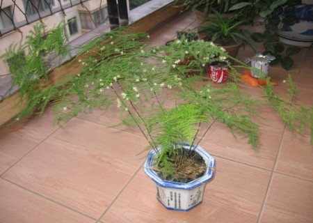 盆栽文竹开花图片