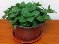 盆栽薄荷怎么养护-薄荷的养护方法