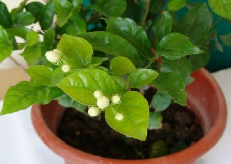 茉莉花盆栽图片