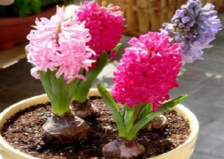 盆栽风信子怎么延长花期