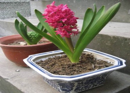 盆栽风信子开花后怎么办