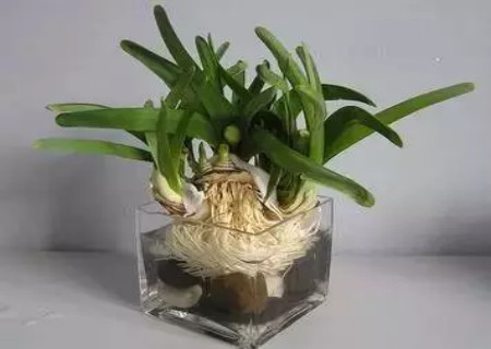盆栽水仙花开花后怎么处理10