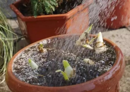 盆栽水仙花开花后怎么处理6
