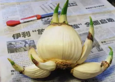 盆栽水仙花开花后怎么处理8