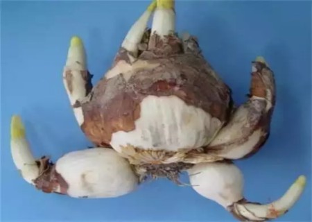 盆栽水仙花开花后怎么处理7