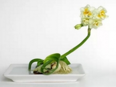 盆栽水仙花开花后怎么处理？怎么养？