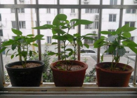 阳台盆栽辣椒开花不结果怎么回事