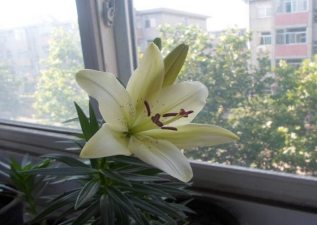 盆栽百合花谢后怎么处理