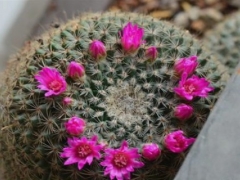 玉翁仙人球多久开花？如何让玉翁怎么开花？