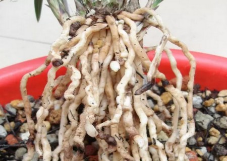 兰花植料透气与浇水