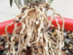 兰花植料透气与浇水