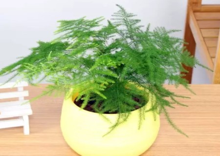 文竹去土换盆注意事项