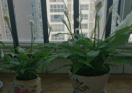 白掌怎么分盆4