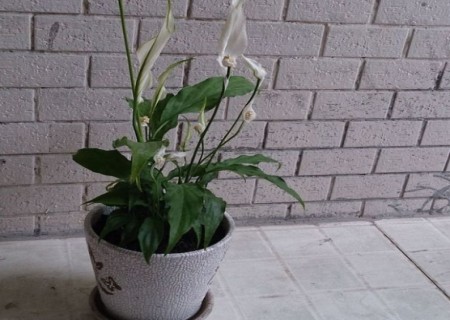 白掌怎么分盆7