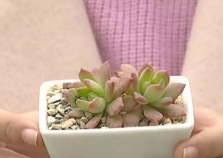 多肉植物怎么分盆1