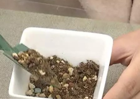 多肉植物怎么分盆3