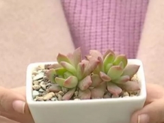 多肉植物怎么分盆
