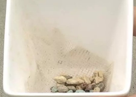 多肉植物怎么分盆2