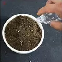 多肉植物上盆步骤2