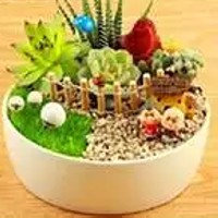 多肉植物上盆步骤6