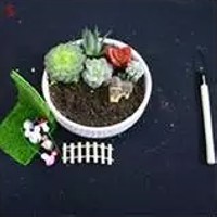 多肉植物上盆步骤5