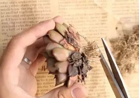 新买的多肉怎么上盆3