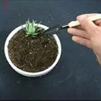 多肉植物上盆步骤3