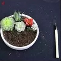 多肉植物上盆步骤4