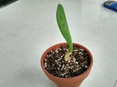 君子兰分芽养殖图解