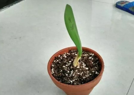 君子兰分芽后怎么养护图解1