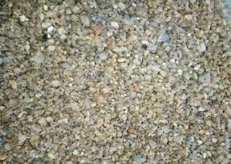 君子兰分芽后怎么养护图解2