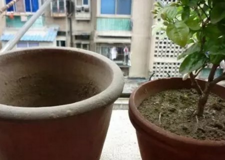 茉莉花怎么换盆2