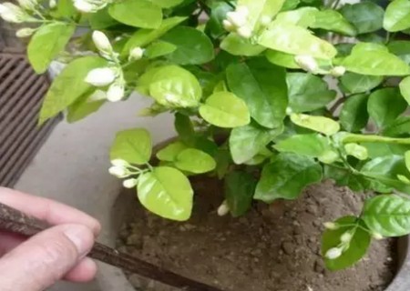 茉莉花怎么换盆1