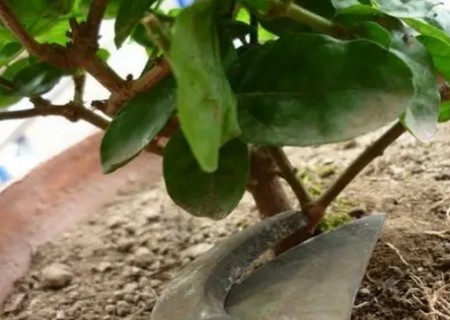 茉莉花怎么换盆6