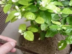 茉莉花怎么换盆和注意事项