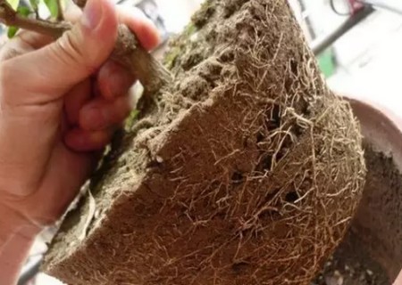 茉莉花怎么换盆4