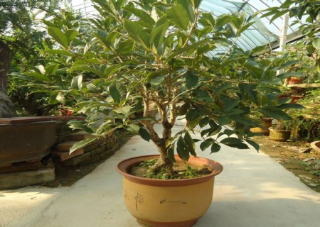 盆栽四季桂花图片