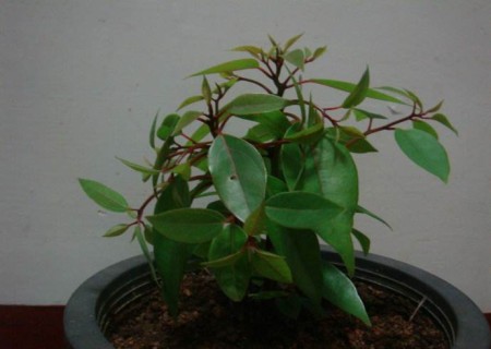 盆栽香樟树