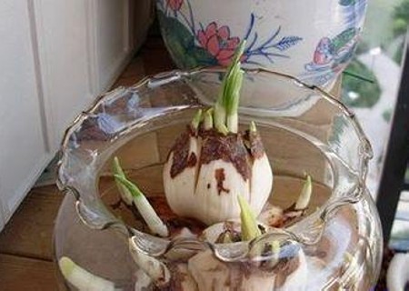 水仙球的养殖方法